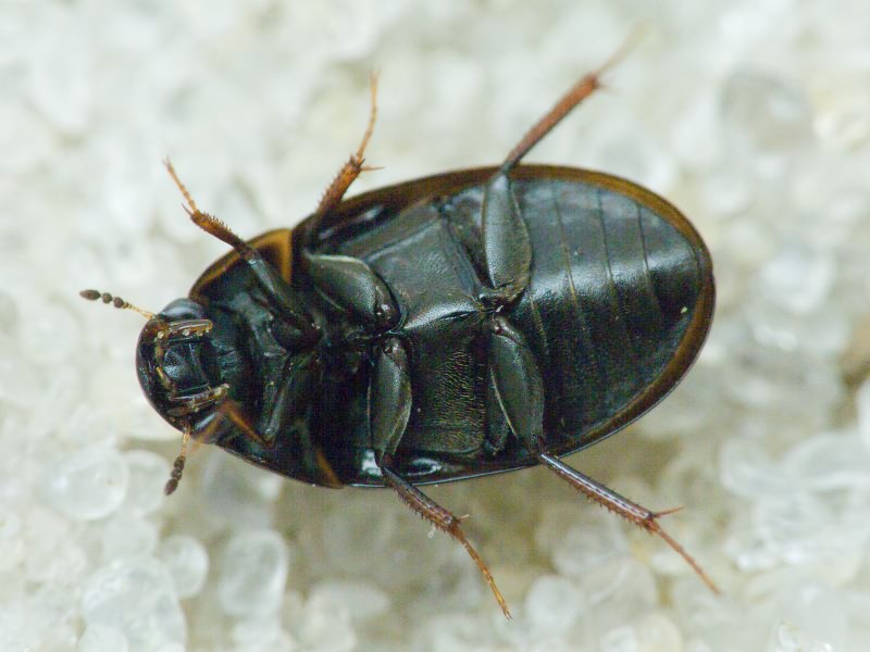 Coleoptera Linnaeus, 1758